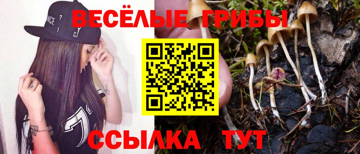 Мичуринск  Галлюциногенные грибы Cubensis  Вход с VPN 